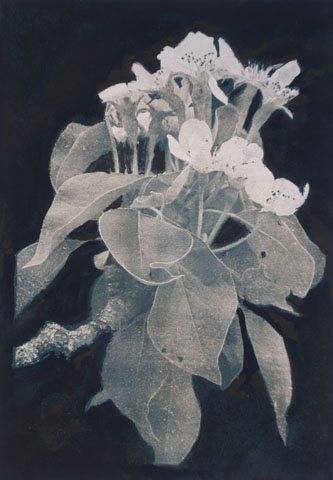 Birnenblüte