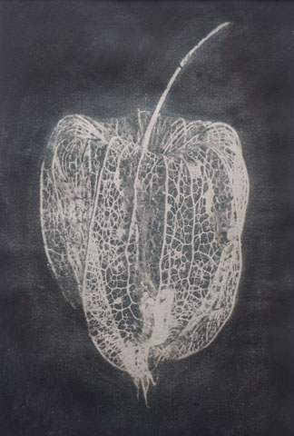 Physalis 1