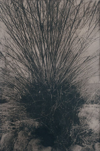 Bäume 5