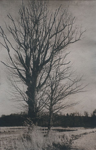 Bäume 8