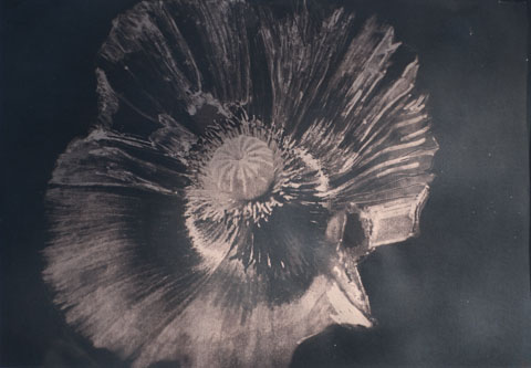 Mohnblüte