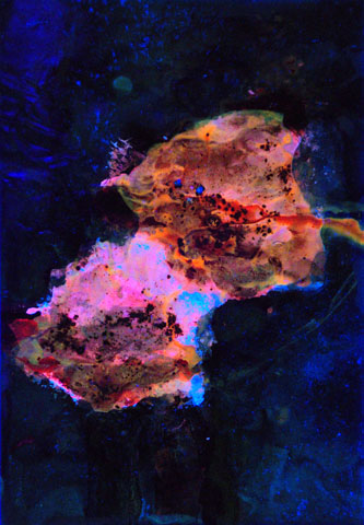 Mohn 2, Ansicht unter UV-Licht
