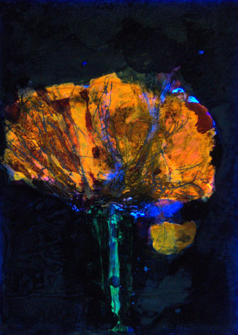 Mohn 3 (neu), Ansicht unter UV-Licht