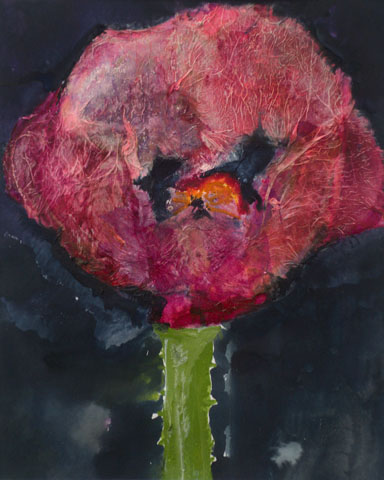 Mohn 6, Ansicht unter Tageslicht