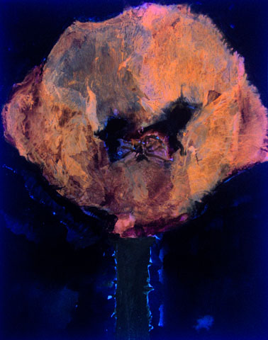 Mohn 6, Ansicht unter UV-Licht