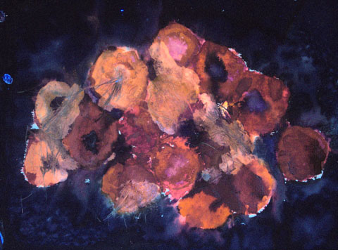 Mohn 7, Ansicht unter UV-Licht