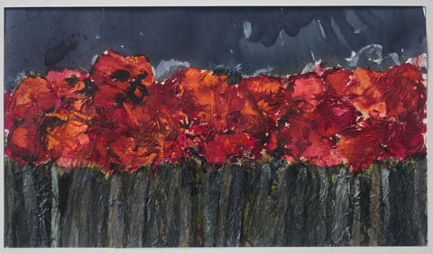 Amaryllis Rot, Ansicht unter Tageslicht