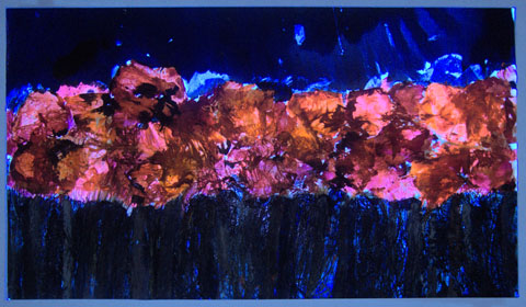 Amaryllis Rot, Ansicht unter UV-Licht
