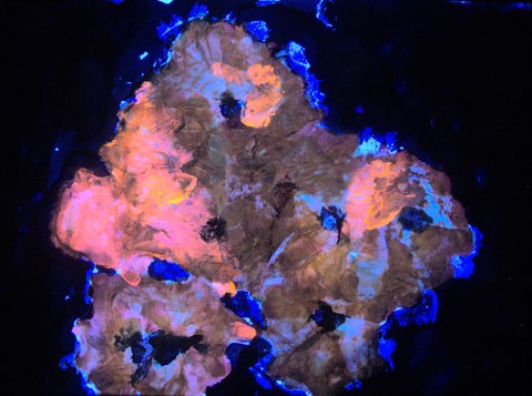 Mohn 8, Ansicht unter UV-Licht
